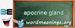 WordMeaning blackboard for apocrine gland